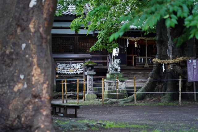 『海野宿を見守る白鳥神社』

北国街道・海野宿の東端、宿場町の入り口にたたずむ『白鳥神社』。
日本武尊（ヤマトタケルノミコト）を主祭神とする、海野宿の歴史を見守ってきた神社です。
かつては海野宿の産土神として、また中世には海野氏・真田氏の氏神としても崇められてきました。
今もなお、地域に息づく静かな信仰の場所です。

境内には大きなケヤキの御神木がそびえ、木々に囲まれた空間は、どこか凛とした空気が漂います。
まるで時間がゆっくり流れているかのような、心落ち着くひとときに。

参拝の記念には、御朱印やお守りを授かることもできます。
必勝・恋愛成就・交通安全・厄除け・病気平癒・長寿など、たくさんのご利益があると伝えられているので、海野宿を訪れる際はぜひお立ち寄りいただきたいスポットです。

ーーー

Shiratori Shrine — A Quiet Guardian of Unno-juku 
At the eastern gateway of Unno-juku stands Shiratori Shrine, dedicated to the legendary warrior Yamato Takeru.

Once worshipped by the Unno and Sanada clans, the shrine still holds a quiet spiritual presence today.
Surrounded by tall trees and a sacred zelkova, the grounds offer a peaceful escape — a place where time slows down.

You can also collect goshuin (shrine stamps) and omamori (amulets) for good luck, love, health, and more.
A perfect stop during your stroll through Unno-juku.

ー

#長野県
#東御市
#海野宿
#一棟貸し宿
#古民家
#長野旅行
#白鳥神社
#japantourism
#nagano
#unnojuku
#HiddenJapan
#JapaneseTraditionalHouse